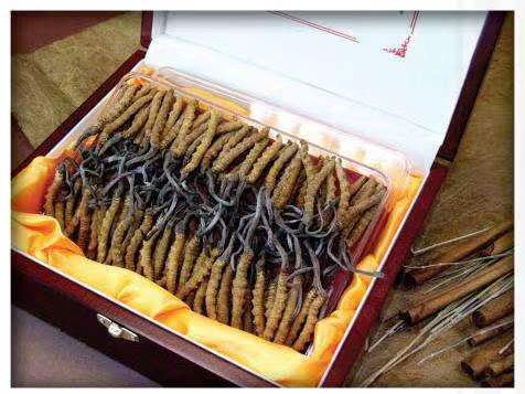 紫云冬虫夏草回收